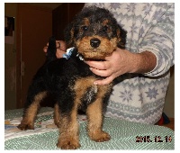 Des Sortilèges D'Avalon - Airedale Terrier - Portée née le 27/10/2015