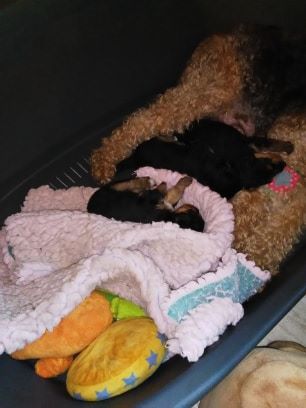 Des Sortilèges D'Avalon - Photos des bébés !