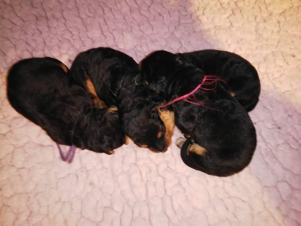 Des Sortilèges D'Avalon - Des bébés aux Hautes Terres d'Avalon