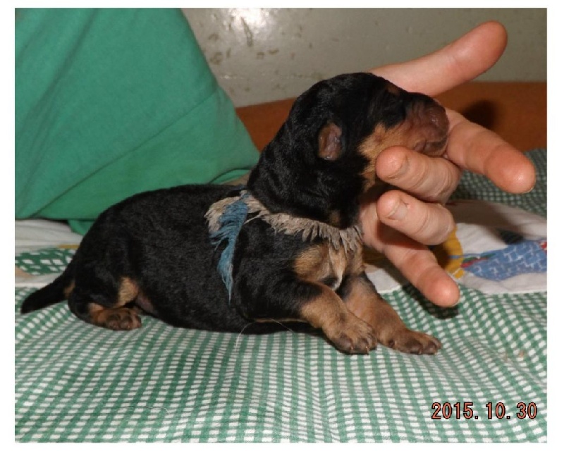 bébés 2015 des Sortilèges d'Avalon Portée L (Hussard X Héloïse)