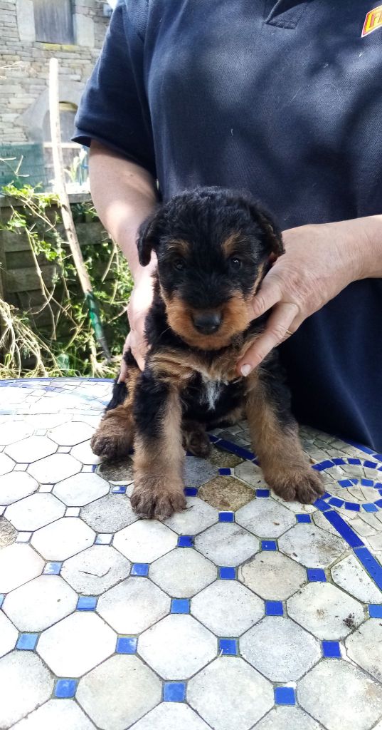 Des Sortilèges D'Avalon - Airedale Terrier - Portée née le 30/04/2021