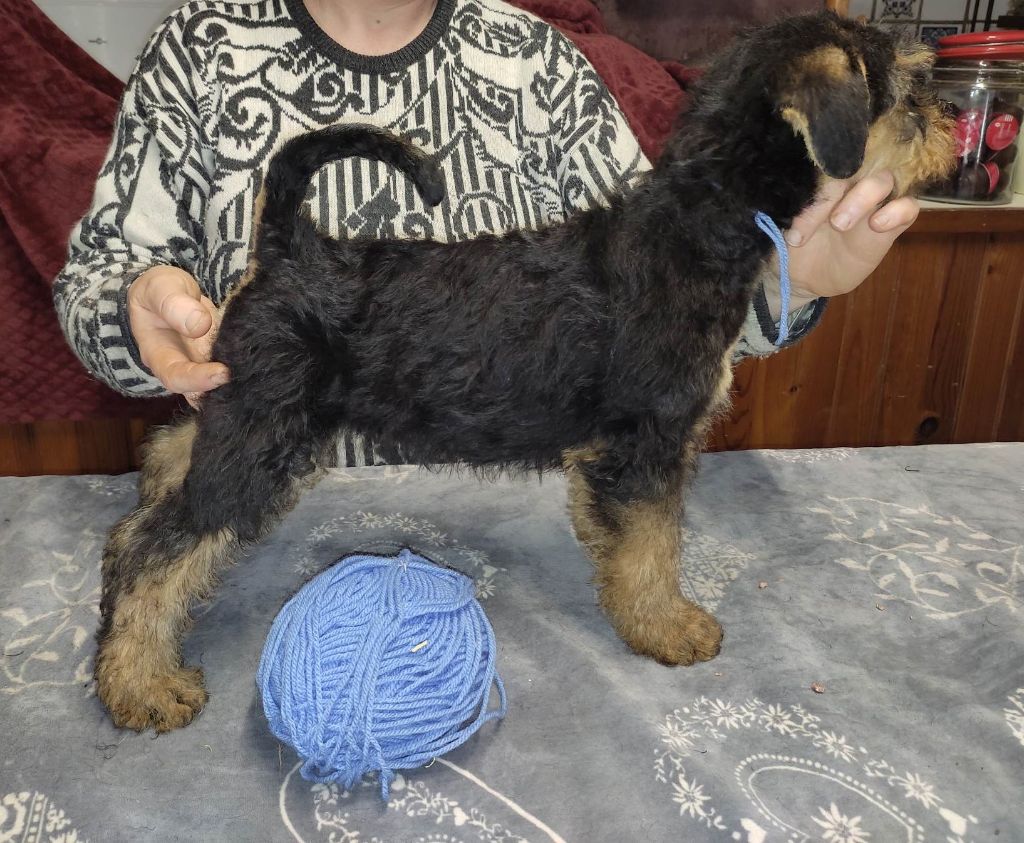 Des Sortilèges D'Avalon - Chiots disponibles - Airedale Terrier