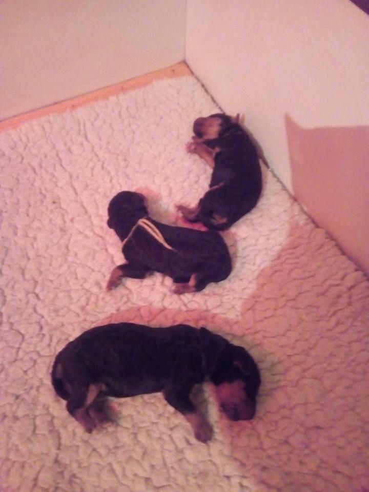 Des Sortilèges D'Avalon - Airedale Terrier - Portée née le 06/01/2019